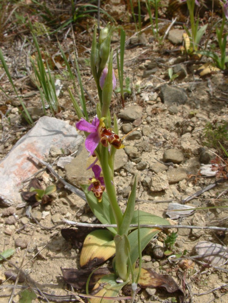 Orchidee di Marzo - Dalla Grecia con passione